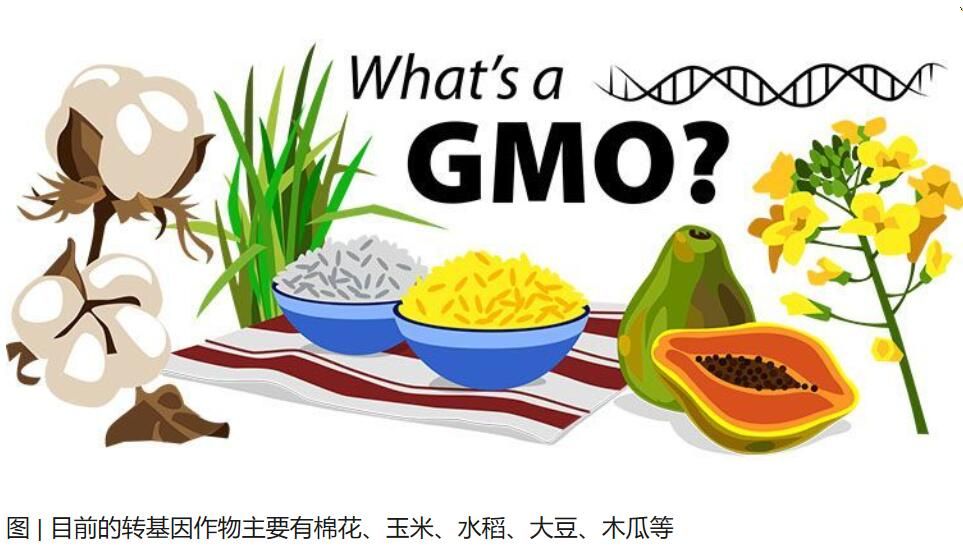 轉基因食品：究竟是天使還是魔鬼？